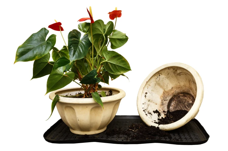 IMG_5783 2014-03-20 Mateusz Grochocki-Edit.jpg